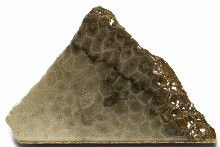Free-Standing, Petoskey Stone (Fossil Coral) Section - Michigan #322955